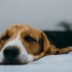 Entiende el Lenguaje Corporal de tu Perro y Gato: Señales Clave para una Mejor Comunicación y Vínculo