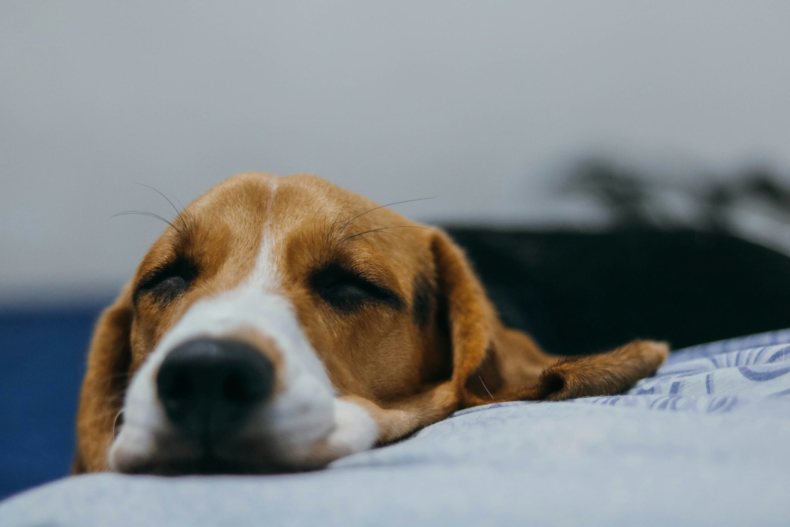 Entiende el Lenguaje Corporal de tu Perro y Gato: Señales Clave para una Mejor Comunicación y Vínculo