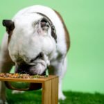 Guía completa de alimentación casera para perros y gatos: recetas y consejos de expertos