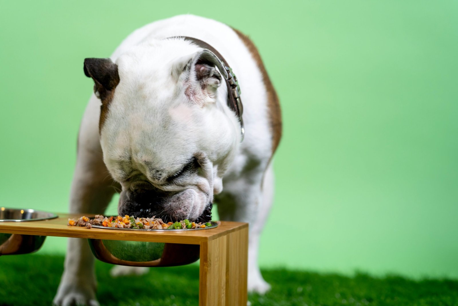 Guía completa de alimentación casera para perros y gatos: recetas y consejos de expertos