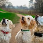 Guía completa sobre el cuidado de un golden retriever cachorro