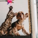 Enriquecimiento ambiental: La guía definitiva para estimular la mente de tu perro y gato.