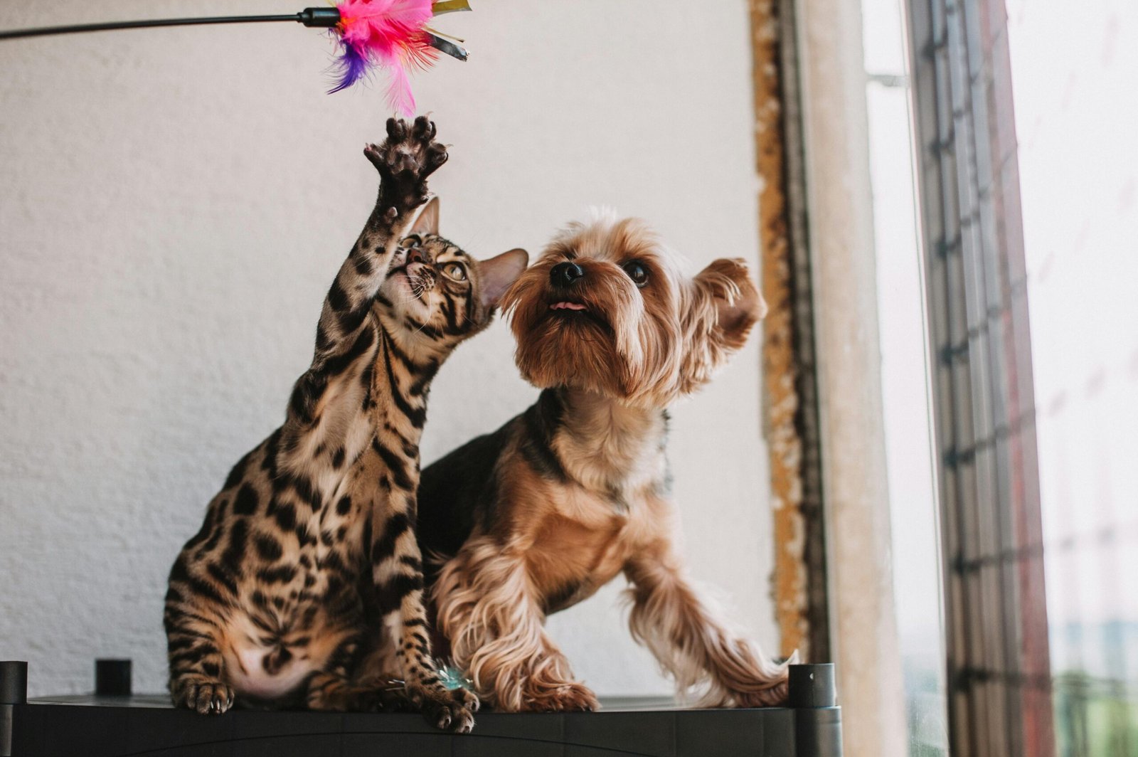 Enriquecimiento ambiental: La guía definitiva para estimular la mente de tu perro y gato.